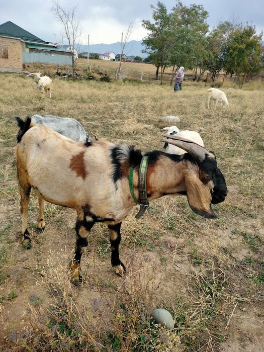 Ешкі қашыру Вязки коза