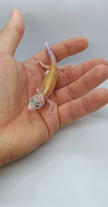 Gecko leopard mai multe culori