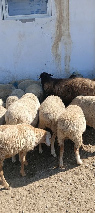 Қой,қозы Ешкі,лақ сатылады Байсеркеде.Продам Баранов и Козлов