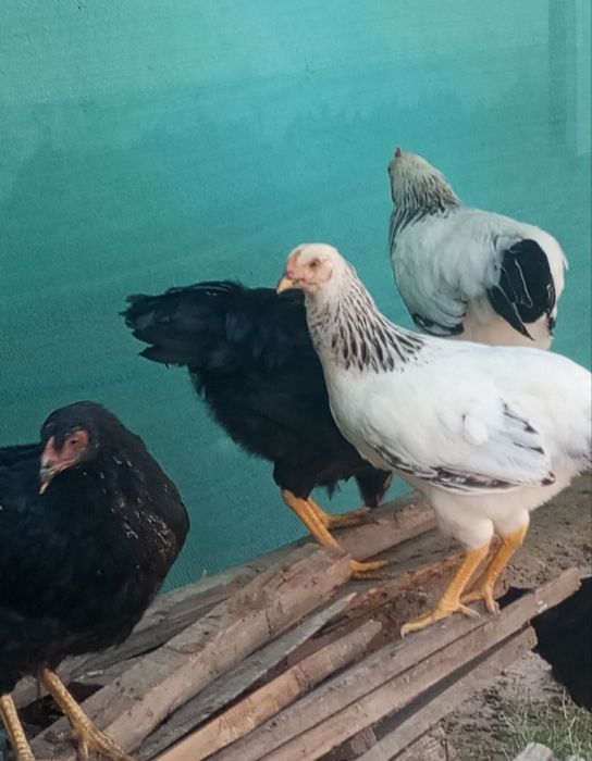 Adler va Andijon qora tovuq xo'rozlari