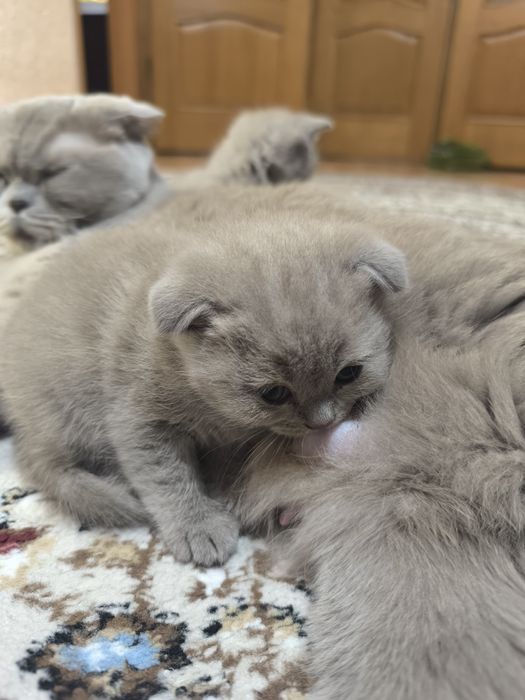 Продам шотланских котят
