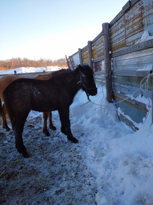Жабаги сатилады ургашы