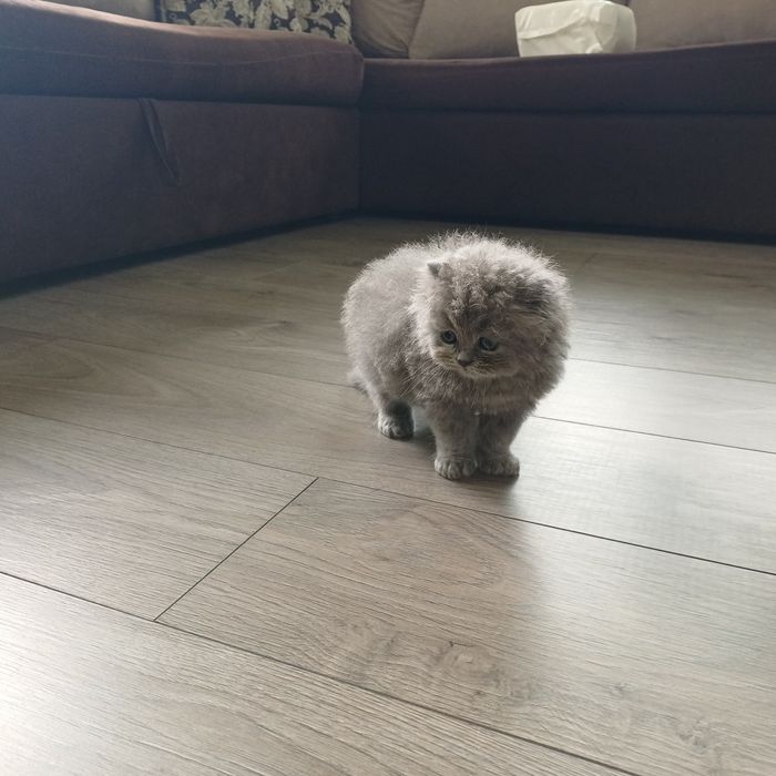 Британски котенца
