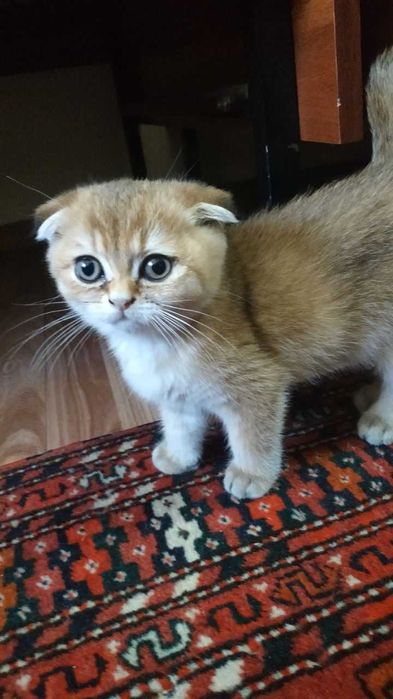 Rus xususiy uy qurilishi jinsiy aloqa video