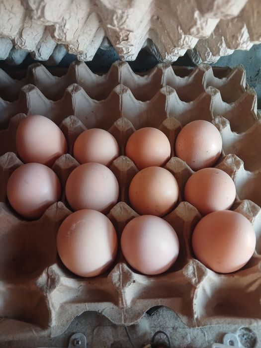 Продам яйца инкубационный
