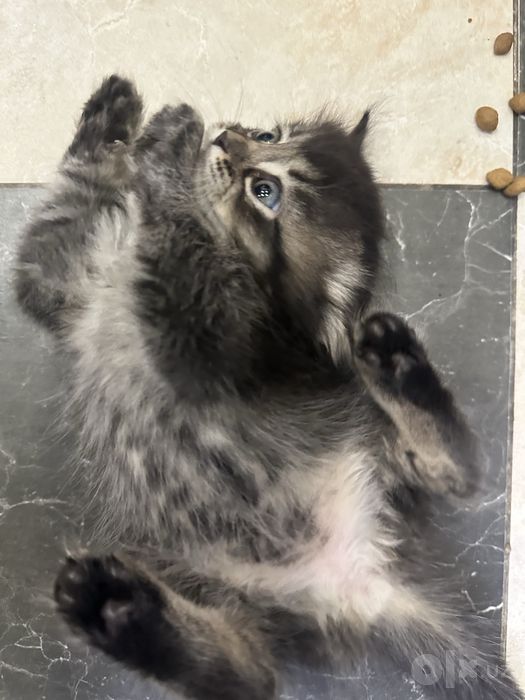 Скоттиш страйт котенок