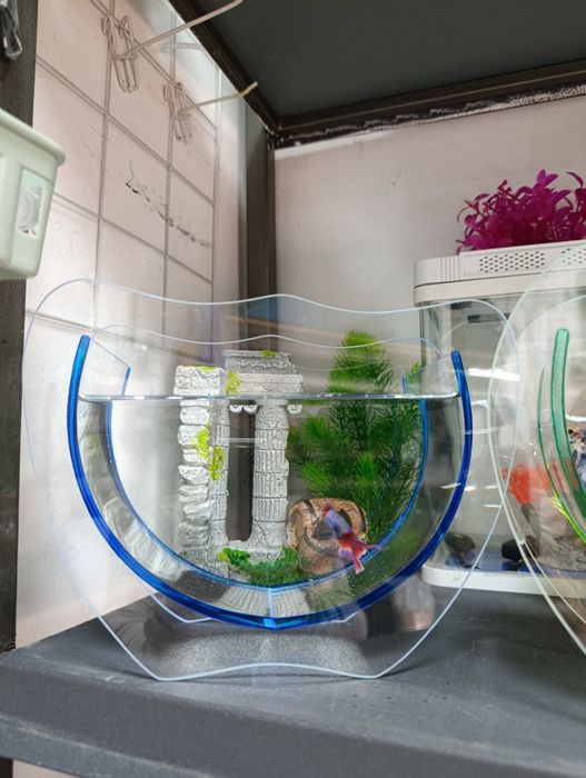 Аквариум с рыбкой петушок