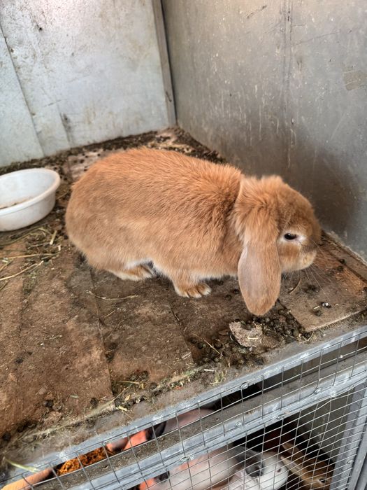 Karlik baran sotiladi