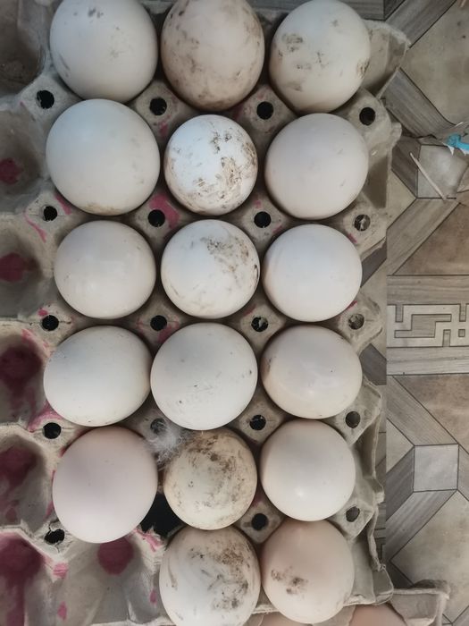 Ouă de găina/rata