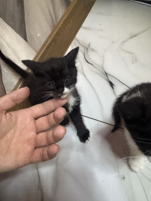 Отдадим  котят бесплатно