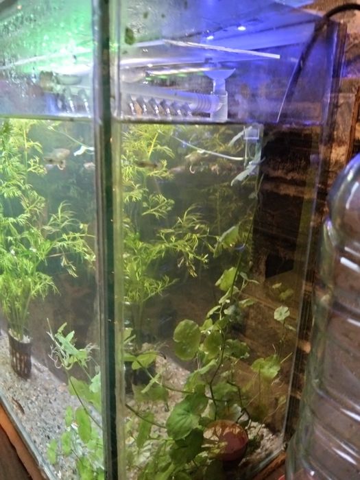 Acvariu de 35 litri cu plante și pești