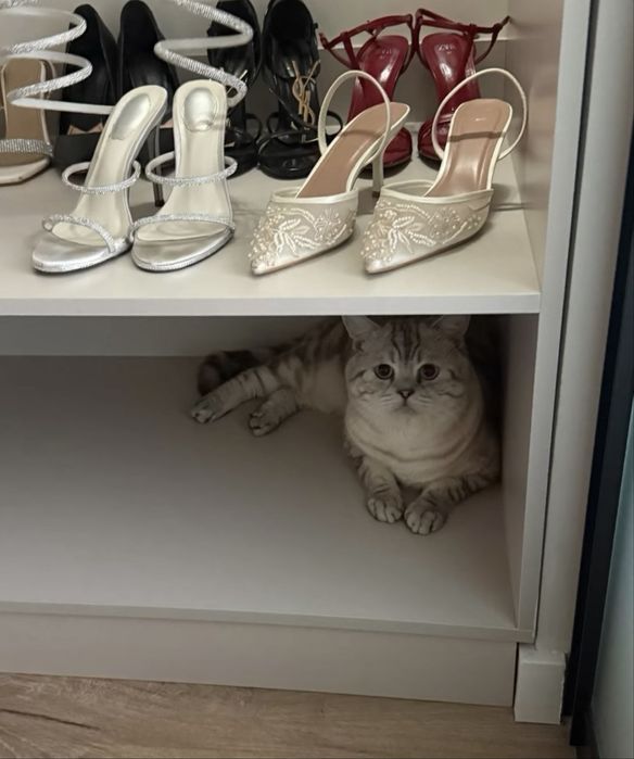 Кот скоттиш страйт