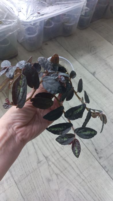 Комнатные растения.