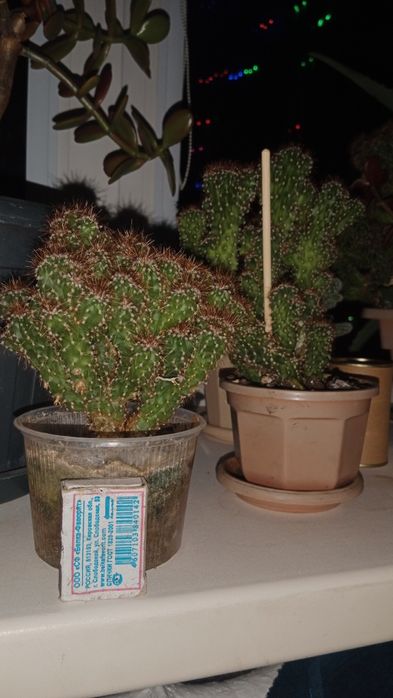 цереус перуанский