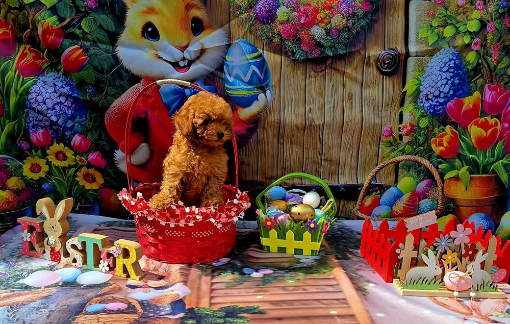 Той пудел & Мини пудел,  Fci, Genetic, PL