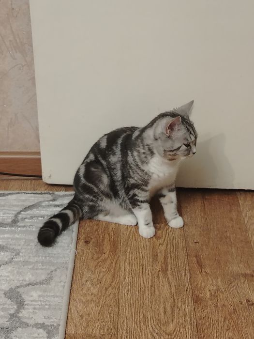 Отдам даром кошку в добрые руки