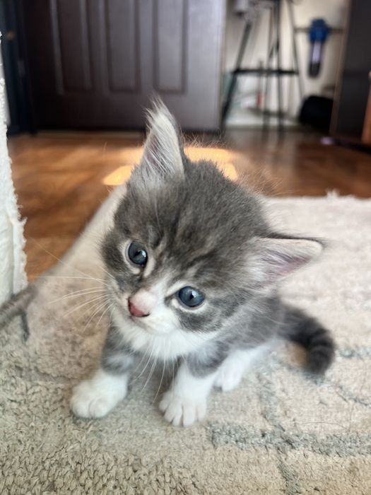 Котенок бесплатно
