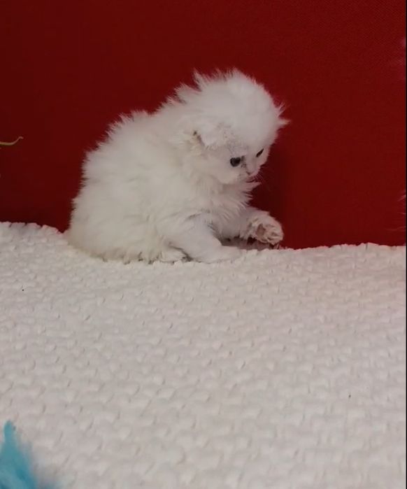 British chinchilla de la crescător -felisa