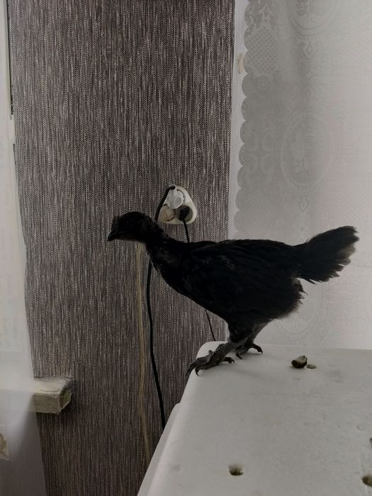 Инкубационное яйцо