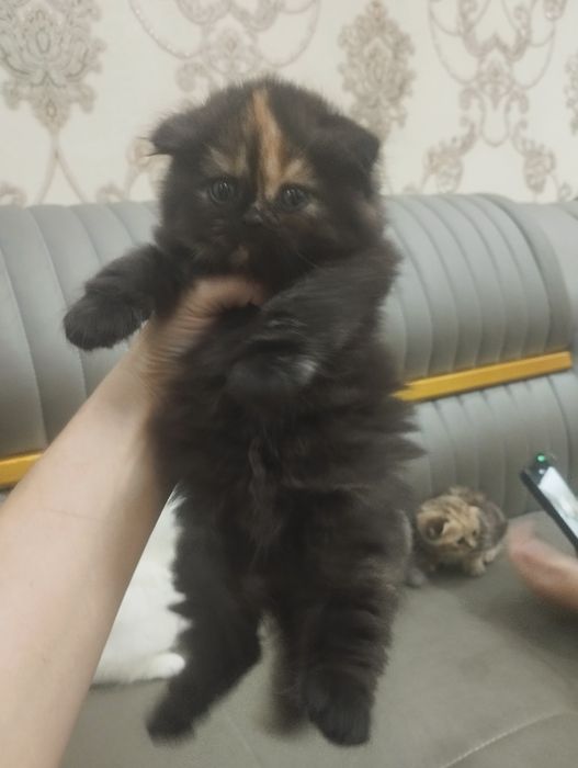 продаются чистокровные шатладские котята