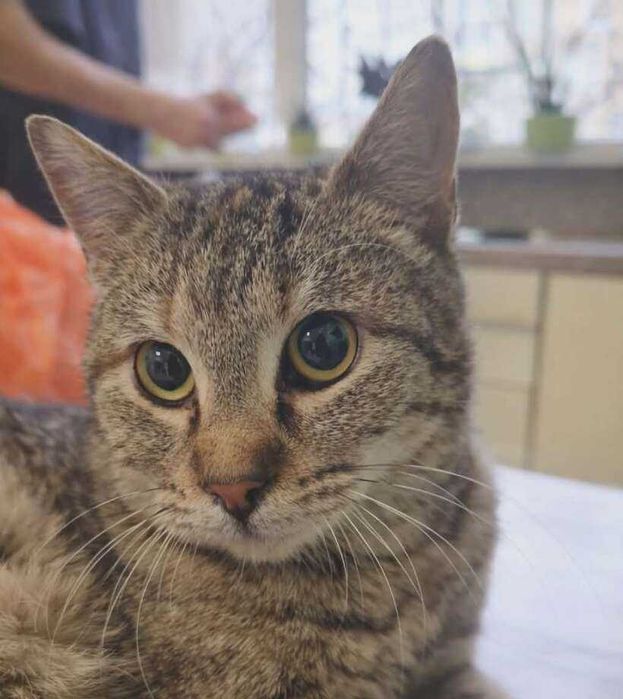 Mалко женско коте търси дом