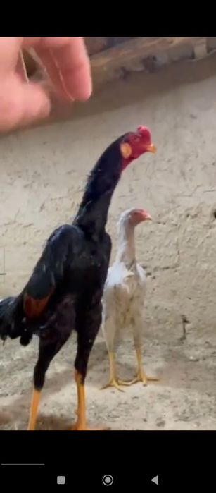 Тозза конли малиня