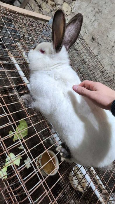 [СРОЧНО!!! СКИДКА!!!] Калифорния Самец - 8 месяцев