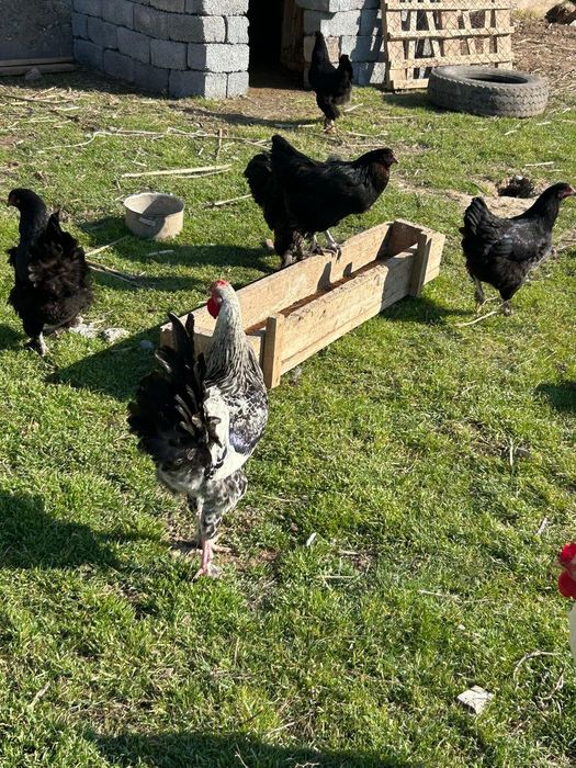 Тауықтар сатылады 7мыңнан