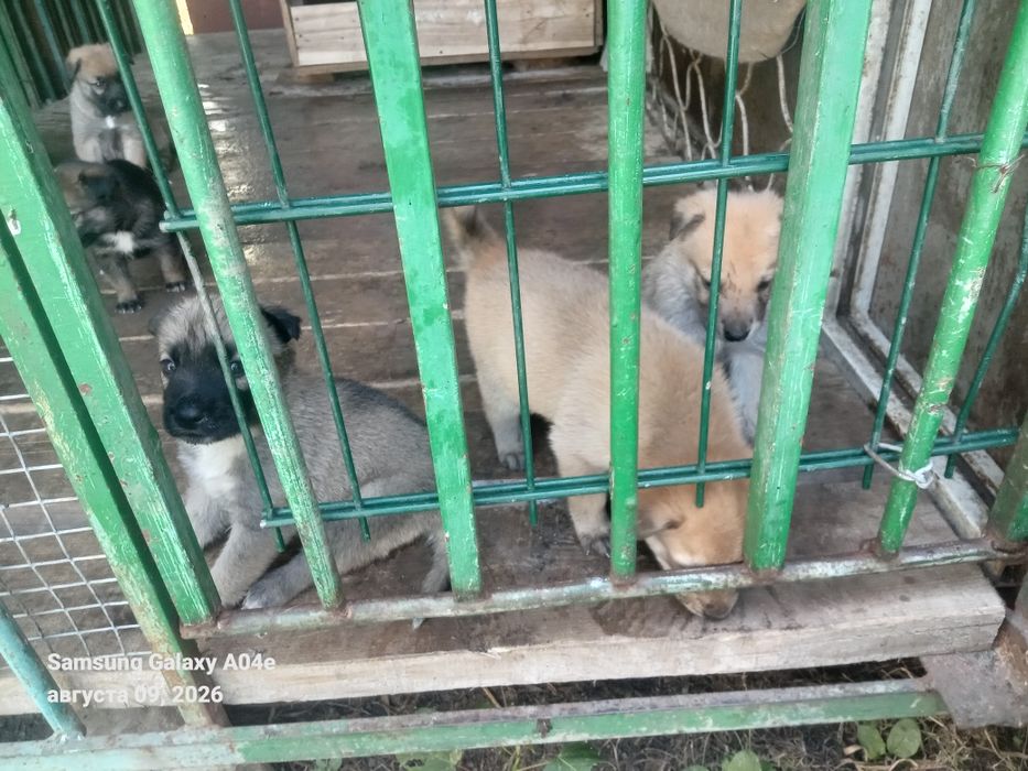 Продам.  .  Щенков