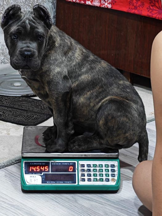 Щенок Кане-Корсо