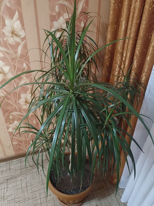 Продам цветок Драцена Караганда