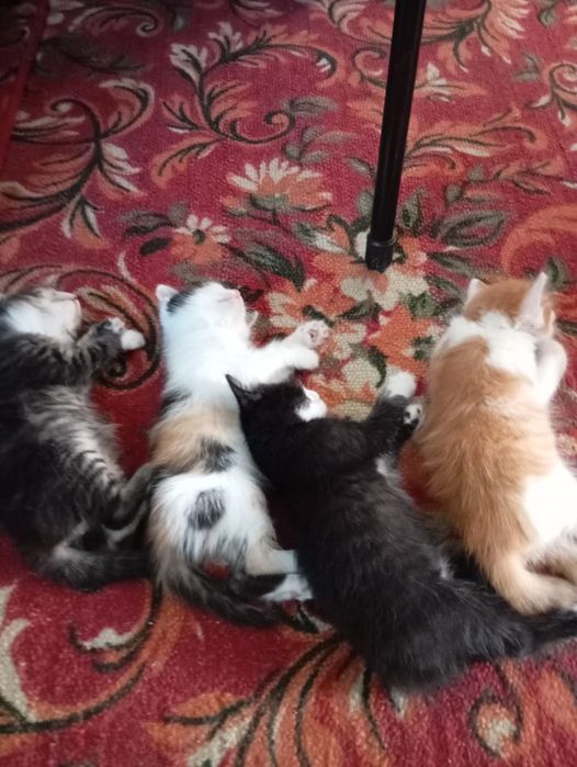 Отдам котят, бесплатно