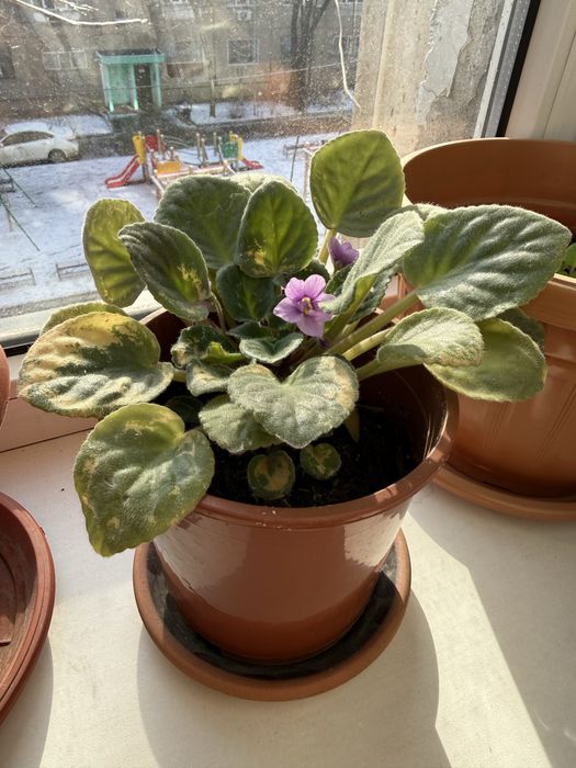 Домошние цветы. Фиалки