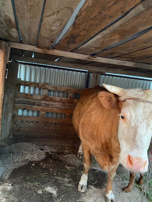 Қашар бұзауымен ұрғашы