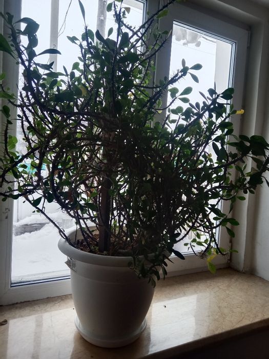 Продам домашнее цветы.