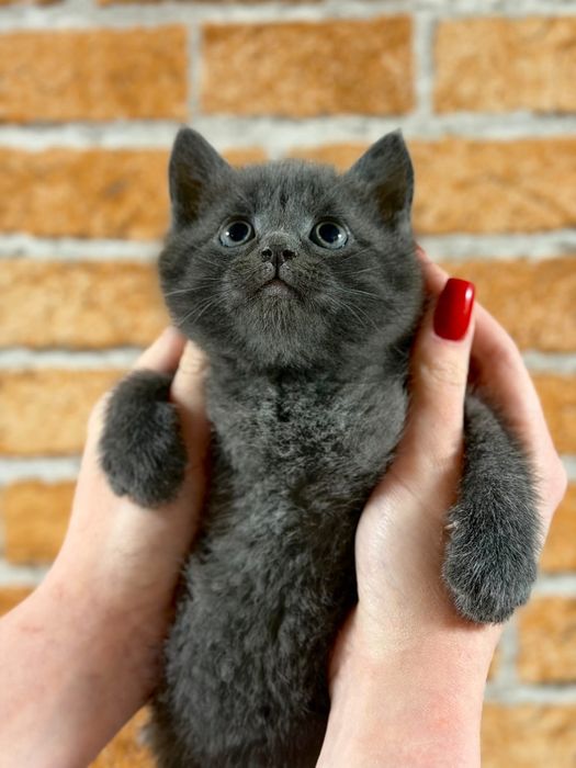 Отдам котят в надежные руки