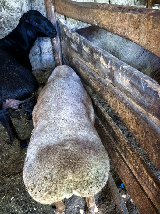 qochqorlar 70 kg+ 80kg+ . Namangan.