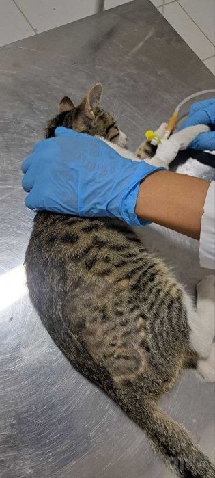 Veterinar xizmati - hayvonlarni davolash