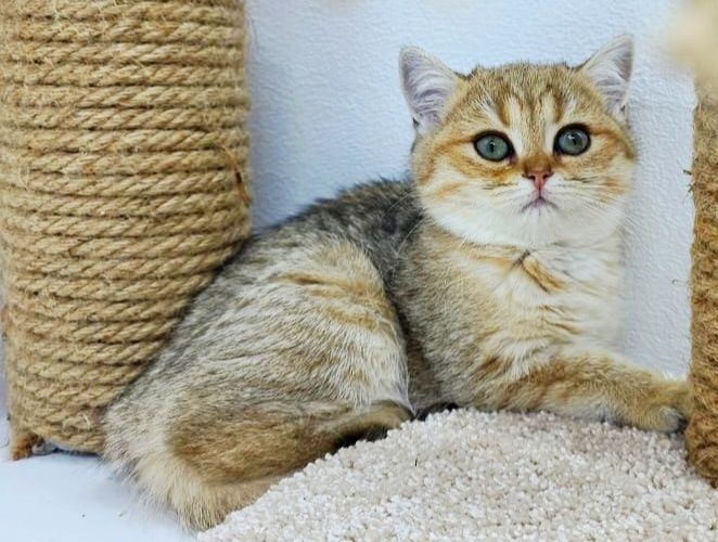 кошечки  британские