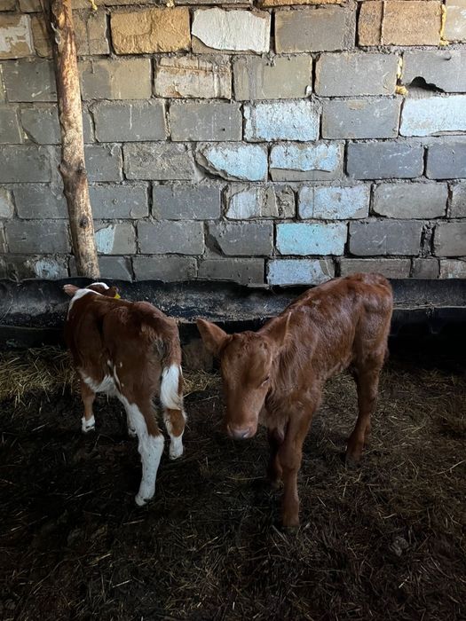 Продам телят 2месяца и три недели