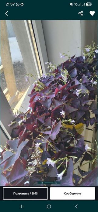 Продам "Цветок - Счастья"