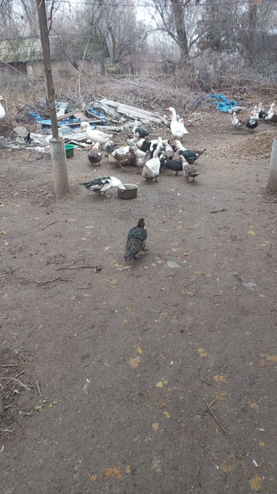 Продаю гусей и уток