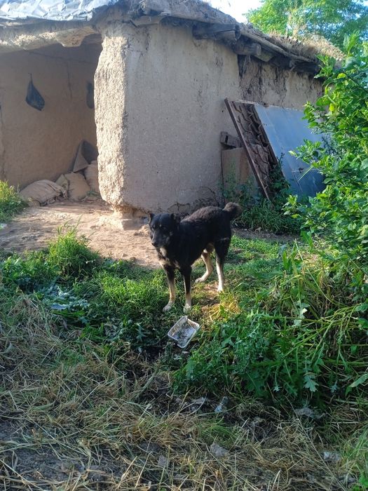 Katda kuchuk erkak kuchuk