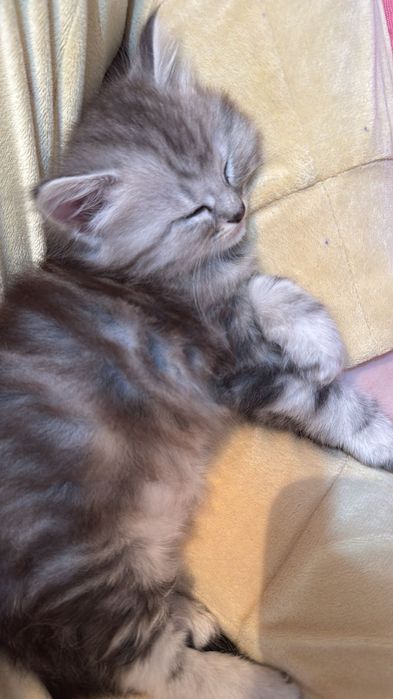 Котенок девочка в добрые руки
