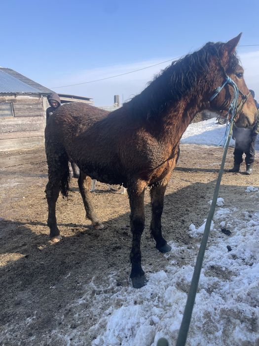 Продам тайчика алтайскай породы