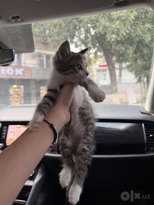 отдам в добрые руки ласкового котенка
