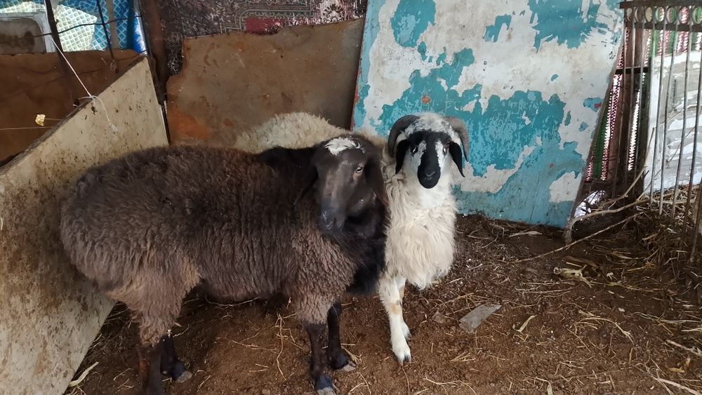 Tagal barralar qazoqi arabi duraga