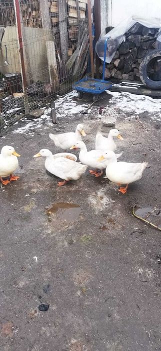 Vând rațe, Rasa Pekin.