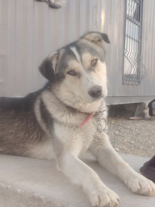 Мальчик, 1,5 года,