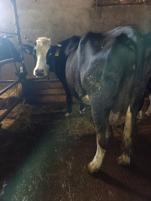 Vacă Bună de lapte